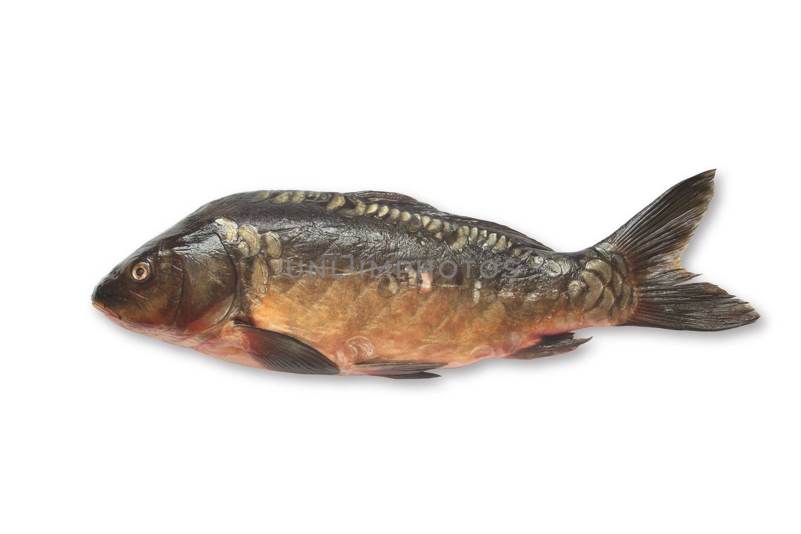 Fresh raw carp isolated on white background with clipping path