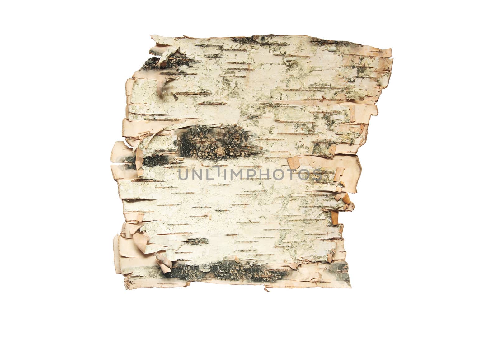 Bark of the birch isolated on white background with clipping path