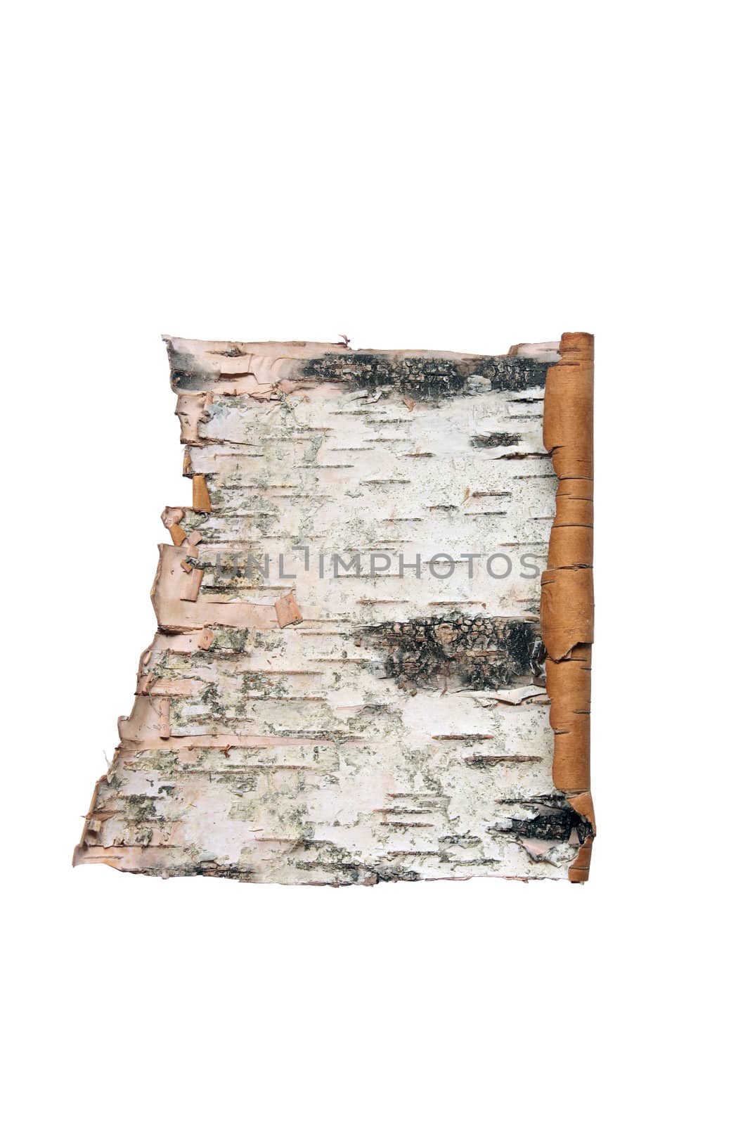 Bark of the birch isolated on white background with clipping path