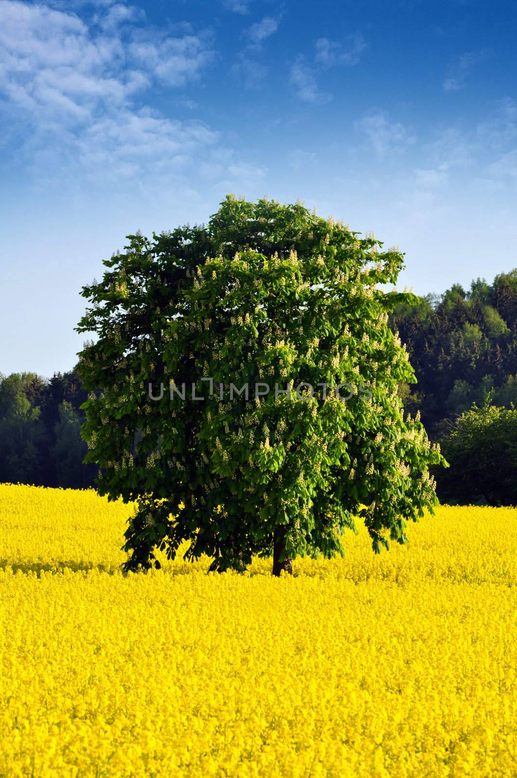 Chestnut tree in the middle of a  Rapeseed Field.