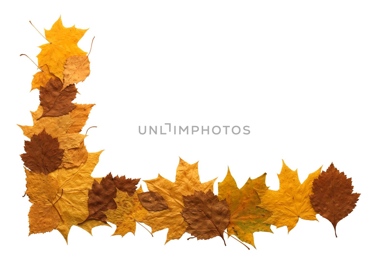Border made from dry autumn leaves. Isolated with clipping path