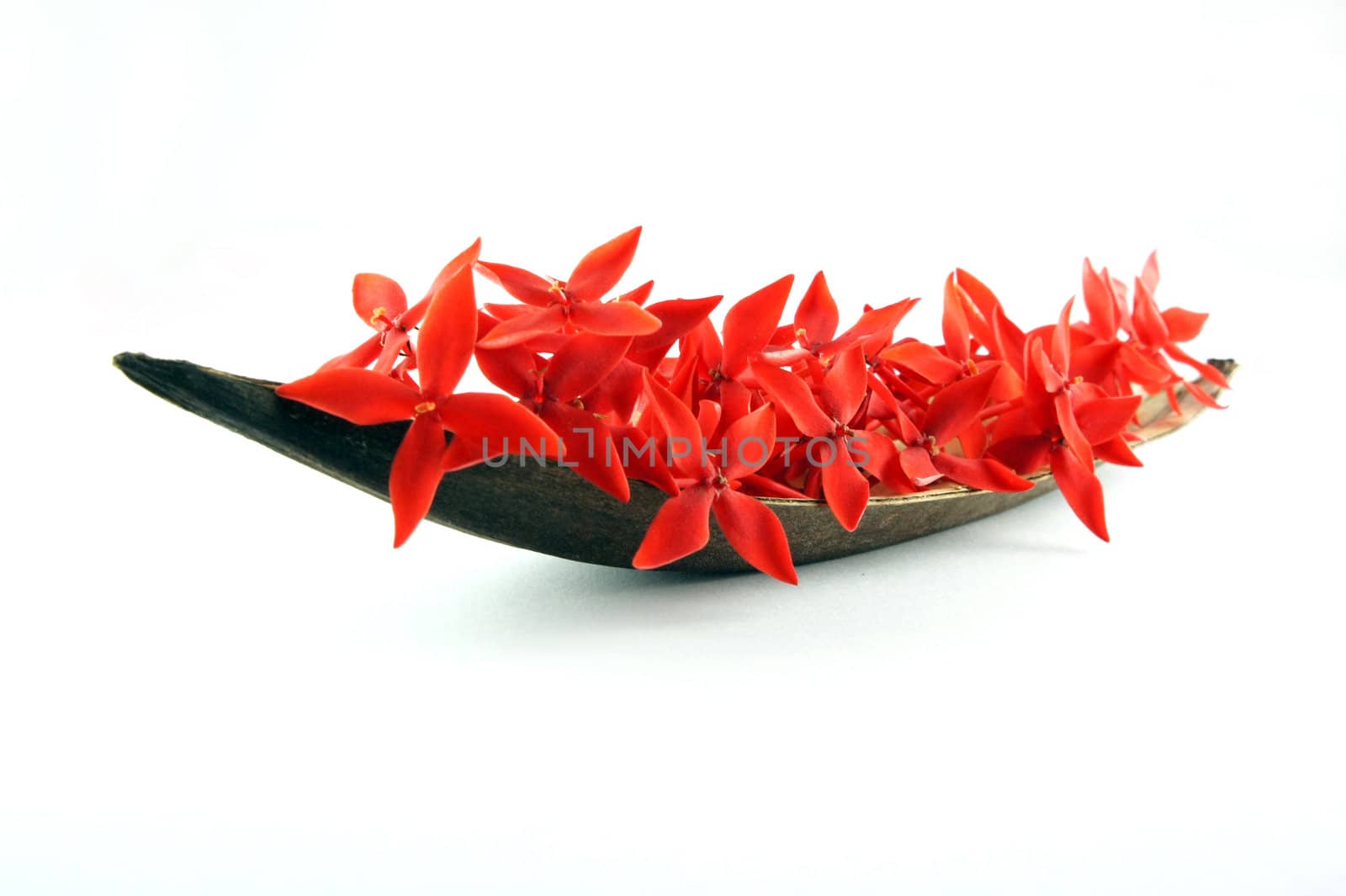 Boat of red flowers isolated on White background.