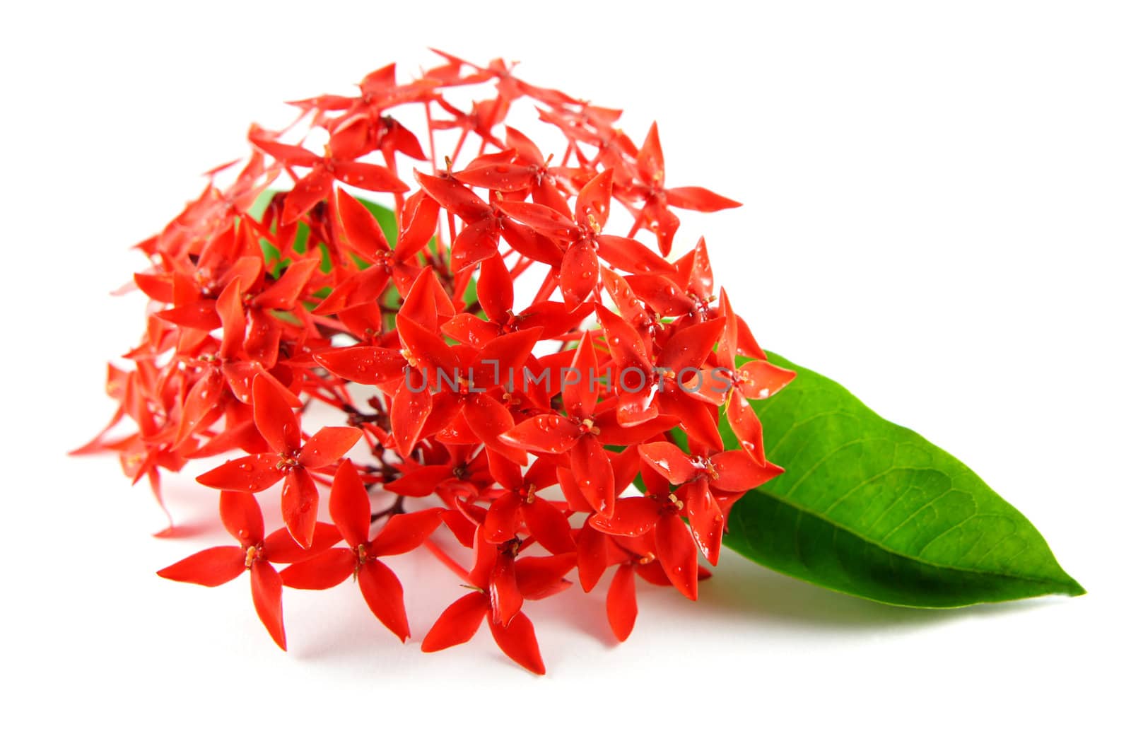 Smal red flowers with a green leaf isolated on white background.
