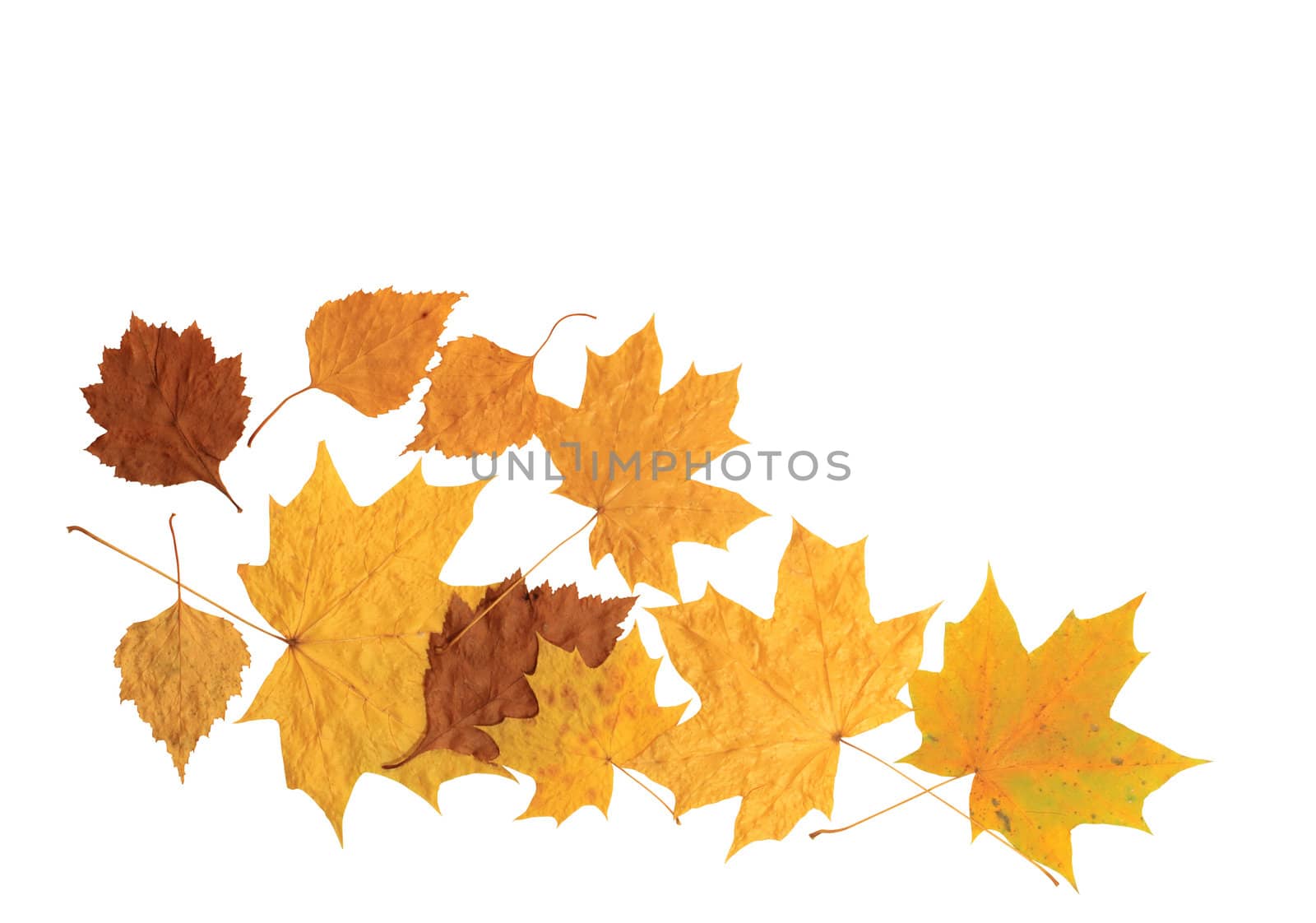Few dry autumn leaves isolated on white with clipping path