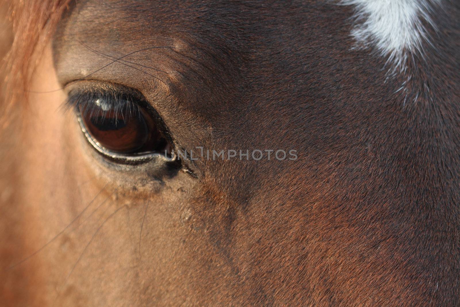 Background with closeup of nice brown horse's head