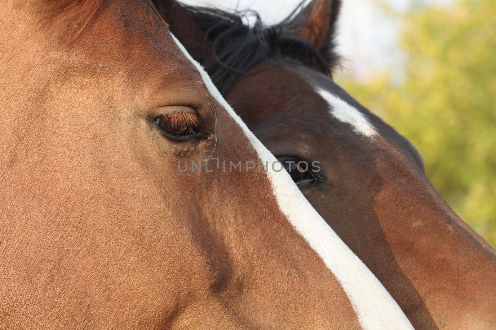 Closeup of two nice brown horse's muzzles with white spots