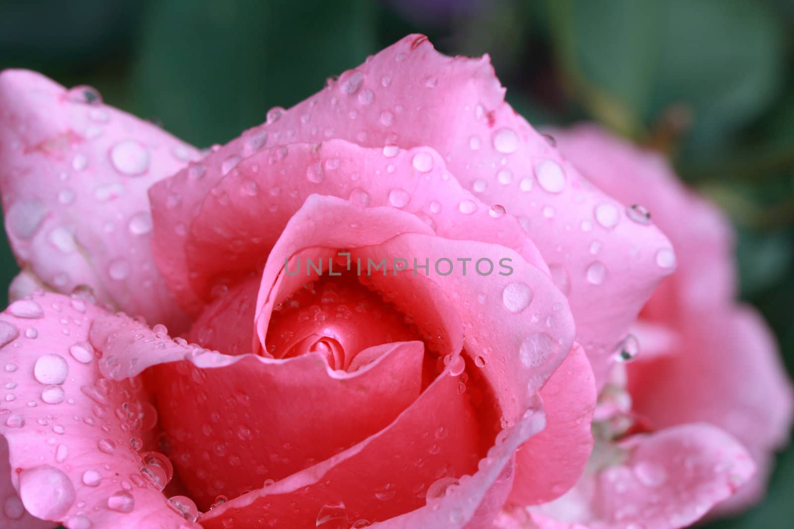 Closeup of nice pink rose with water drops on dark background