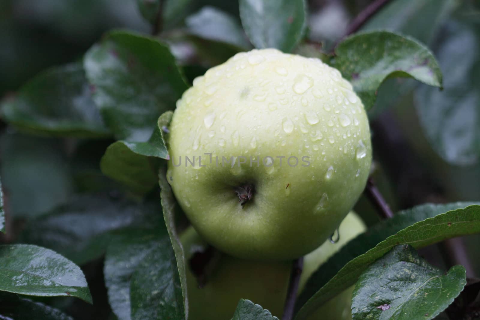 Closeup of fresh green apple with water drops hanging on tree after rain