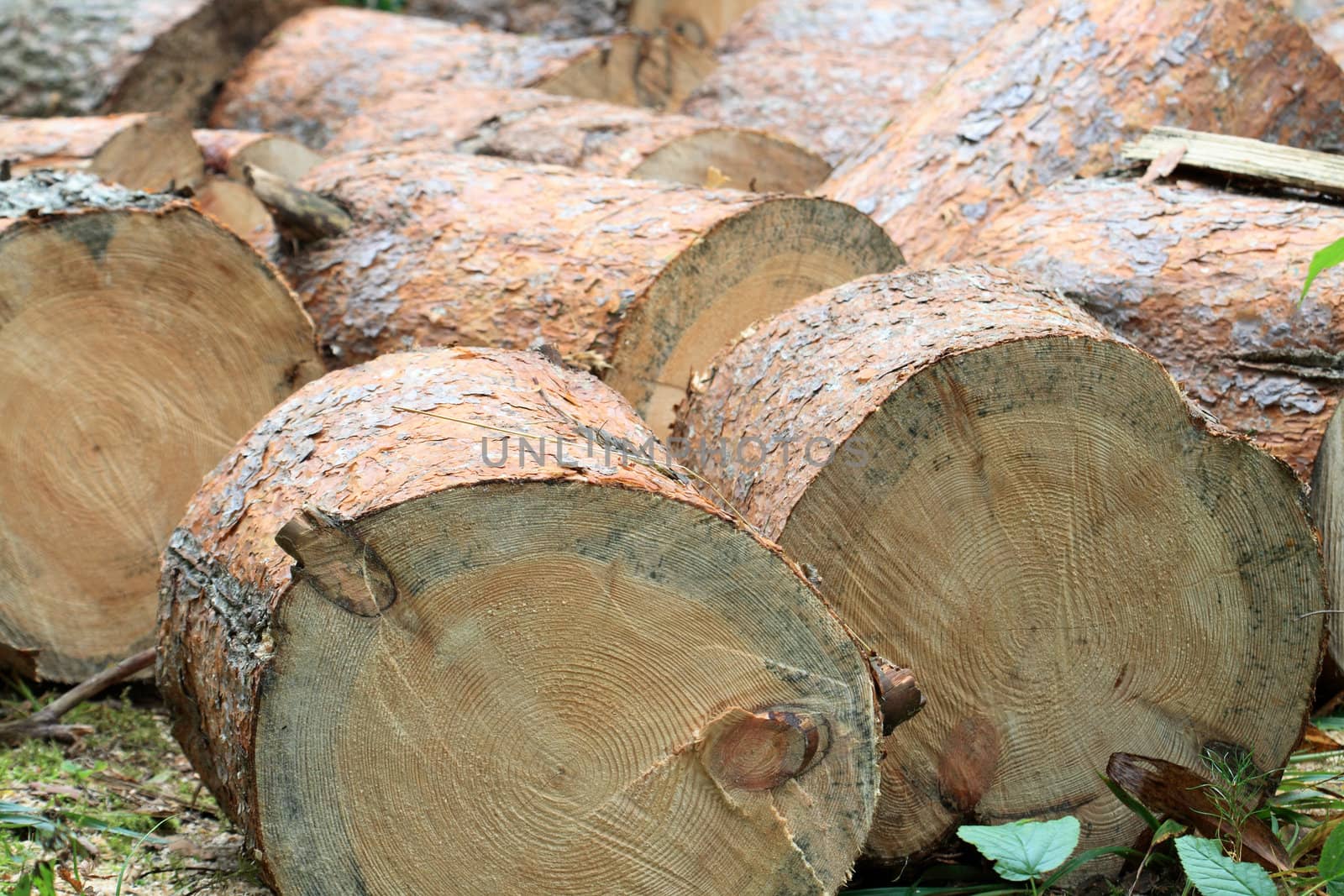 Background with cross sectional view of a log protruding from a pile