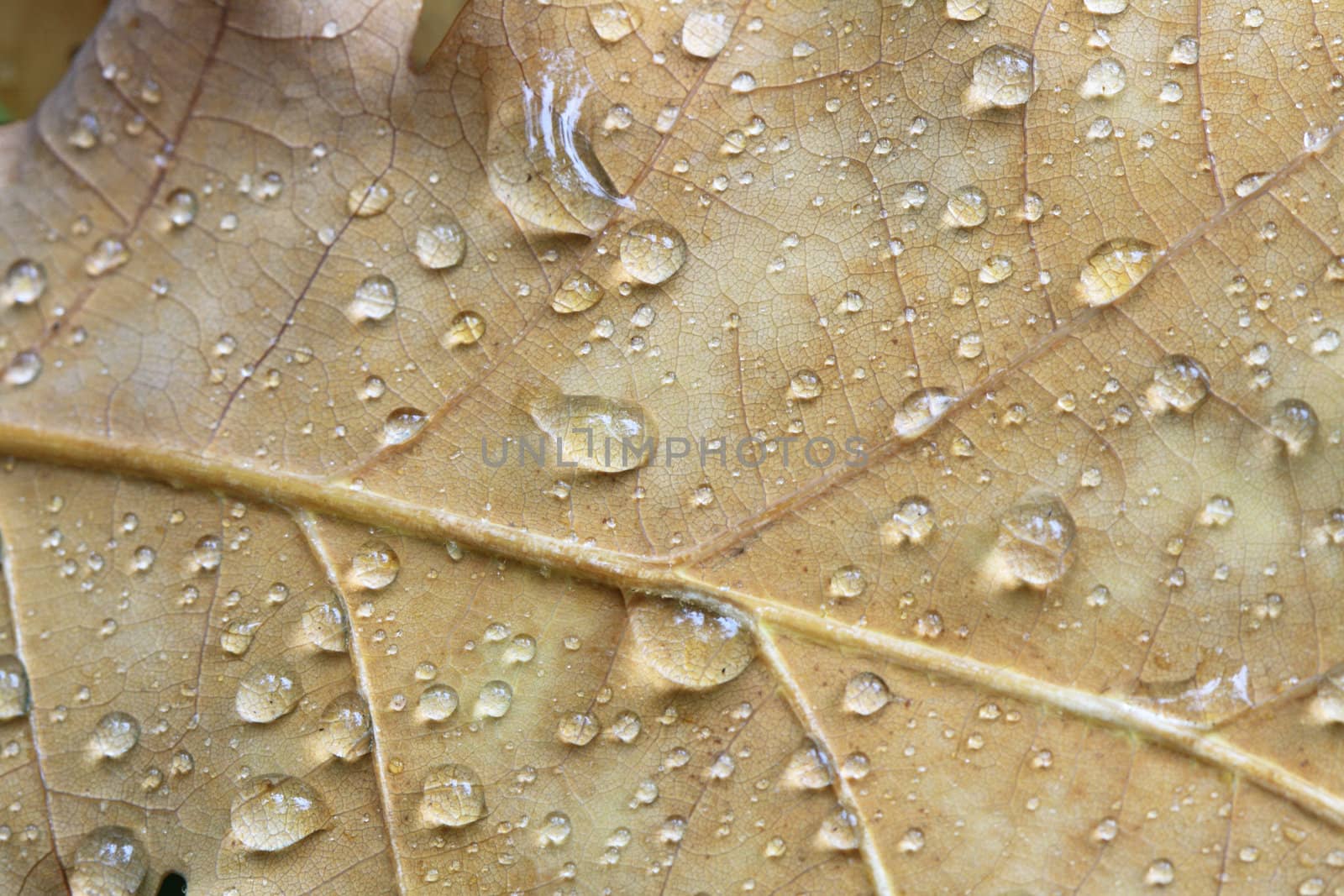 Nice background with dry oak leaf and water drops. Extreme closeup