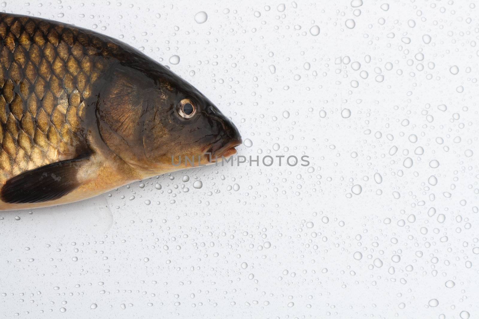 Closeup of fresh raw carp lying on silver metal background with water drops