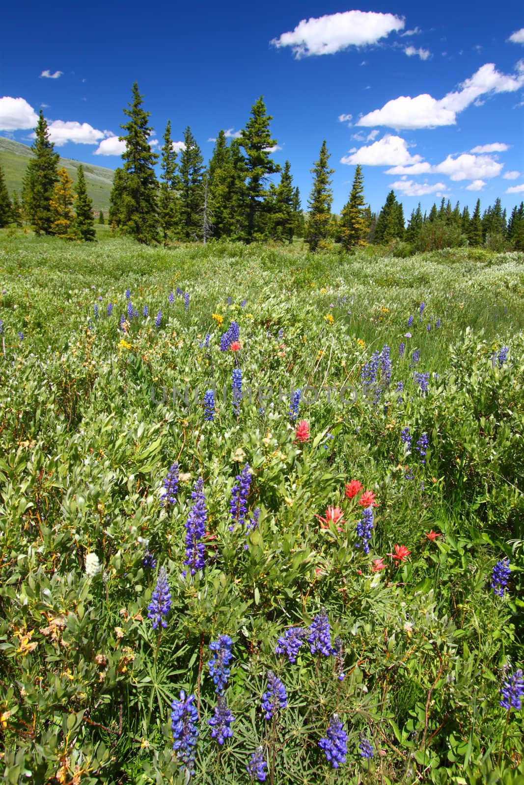 Beautiful wildflowers in a wetland area of the Bighorn National Forest.