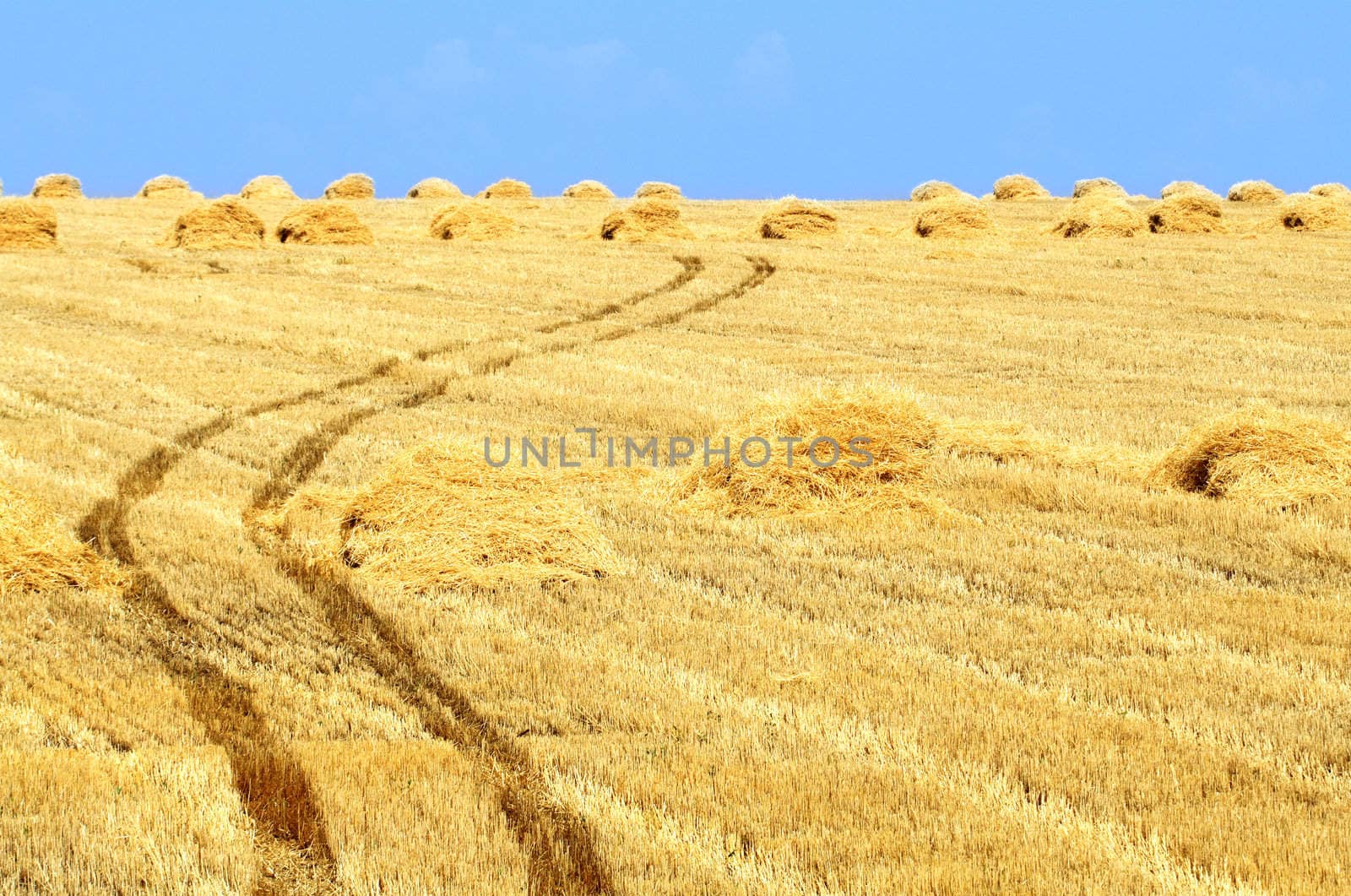 Nice yellow farm field with haystacks and truck's track on blue sky background