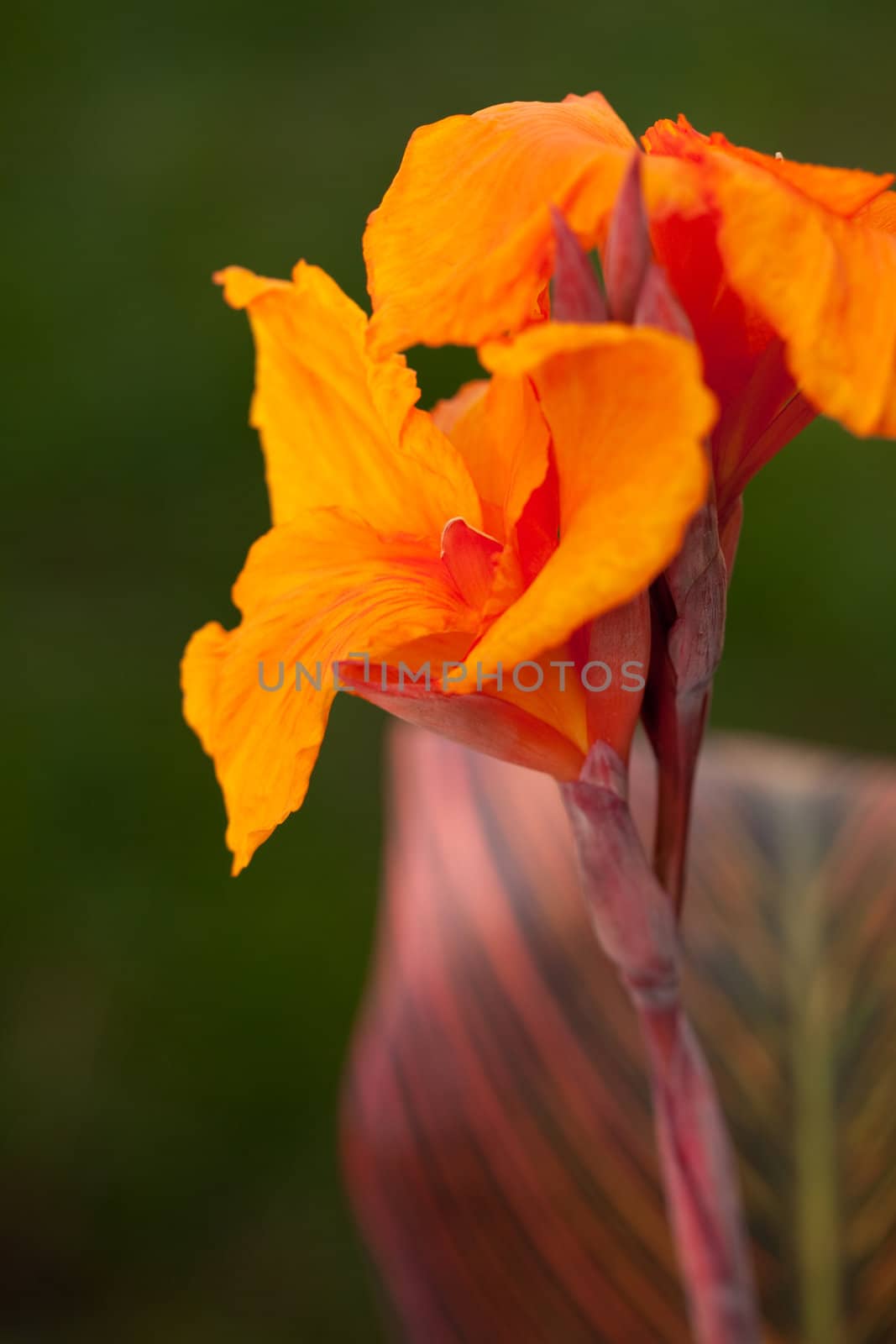 Radiant Canna Lily Blossom on a Summer Day