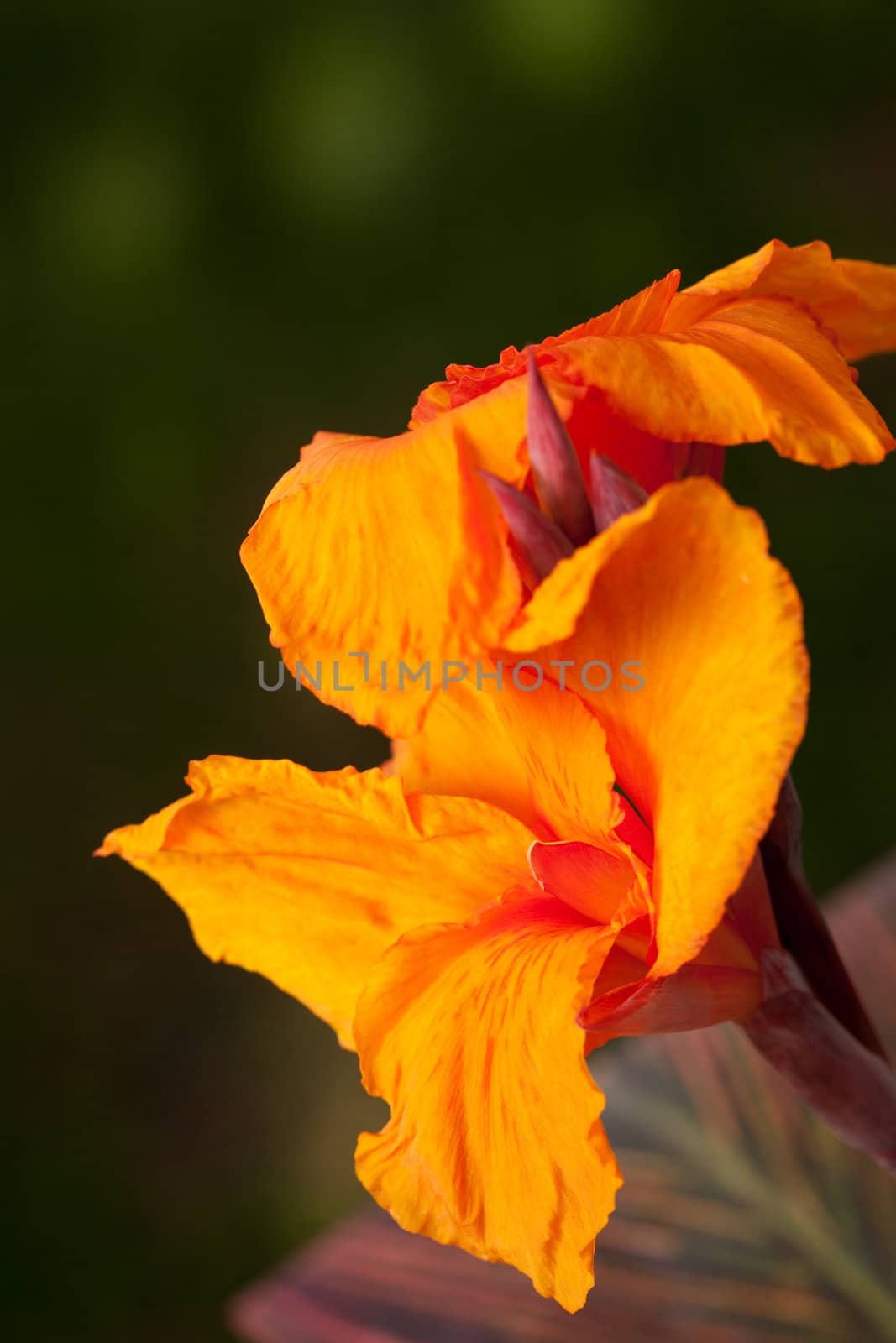 Radiant Canna Lily by Feverpitched