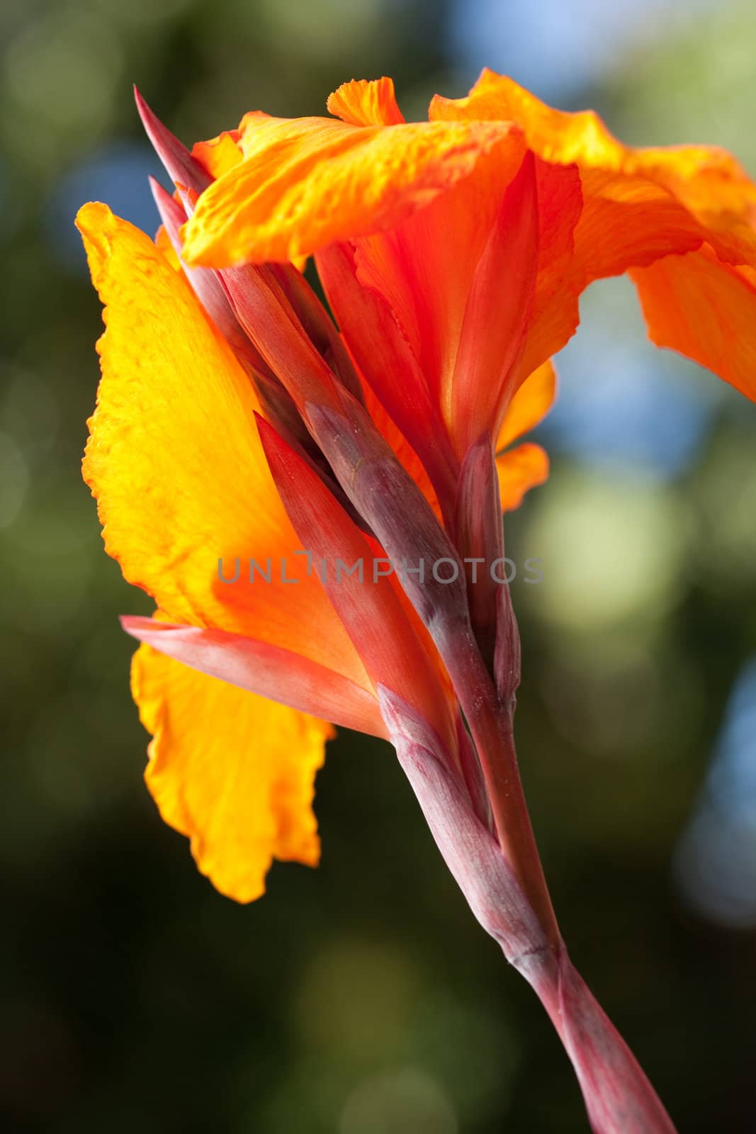 Radiant Canna Lily Blossom on a Summer Day