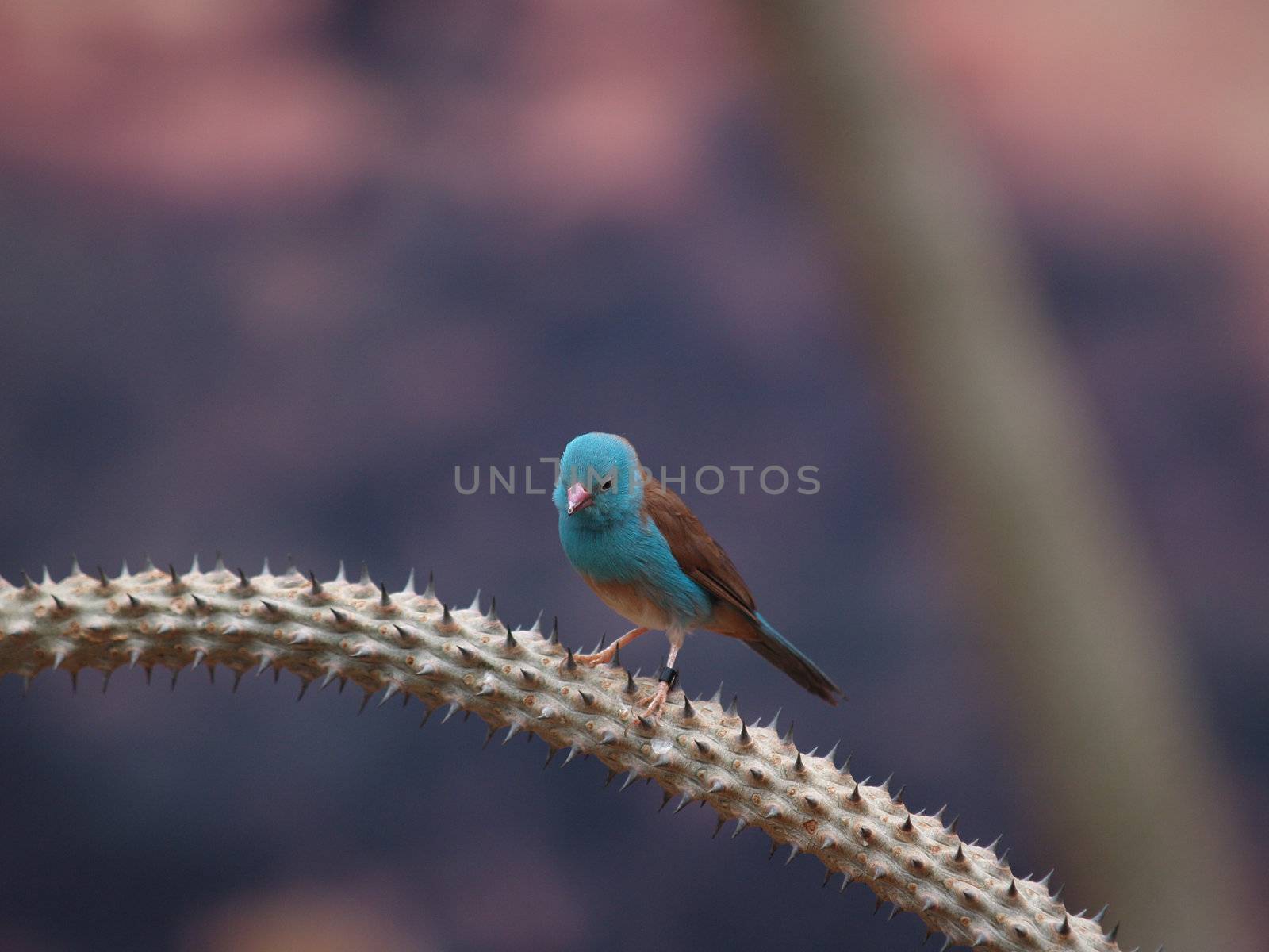 Blue tiny bird by vincentnotes