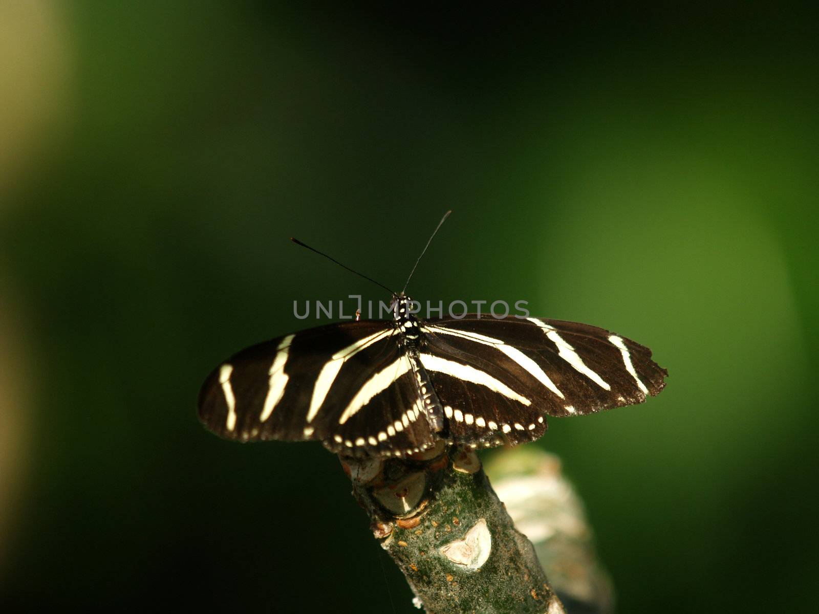 butterfly siting on the plant.