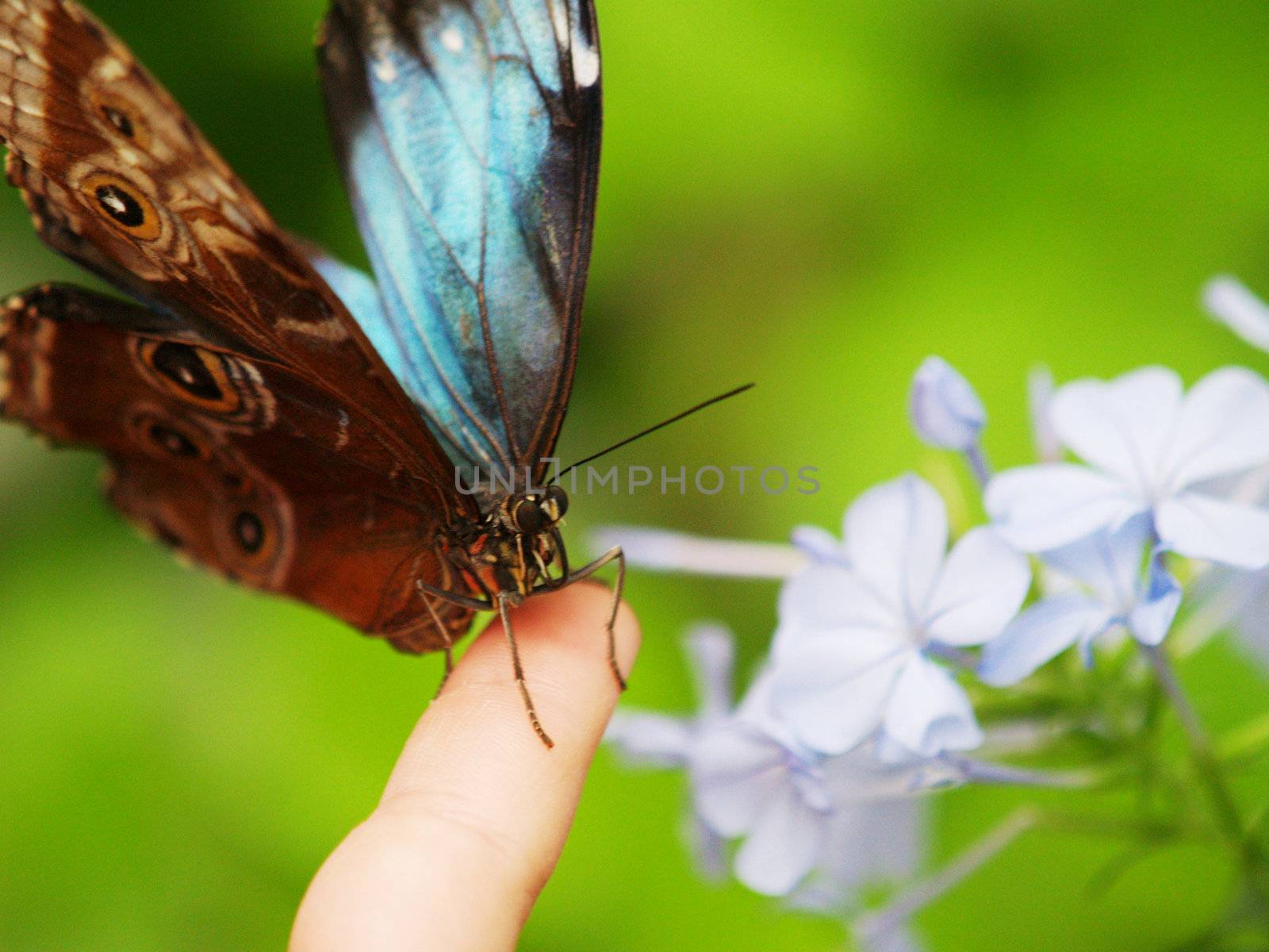 butterfly climbing though the flowers