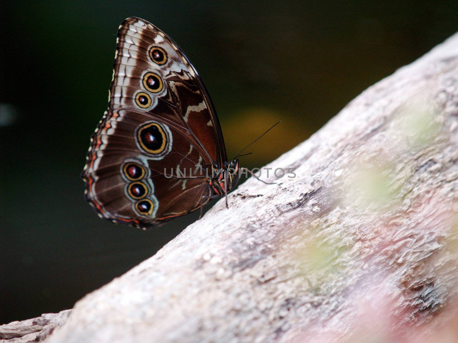 buterfly climbing on the tree