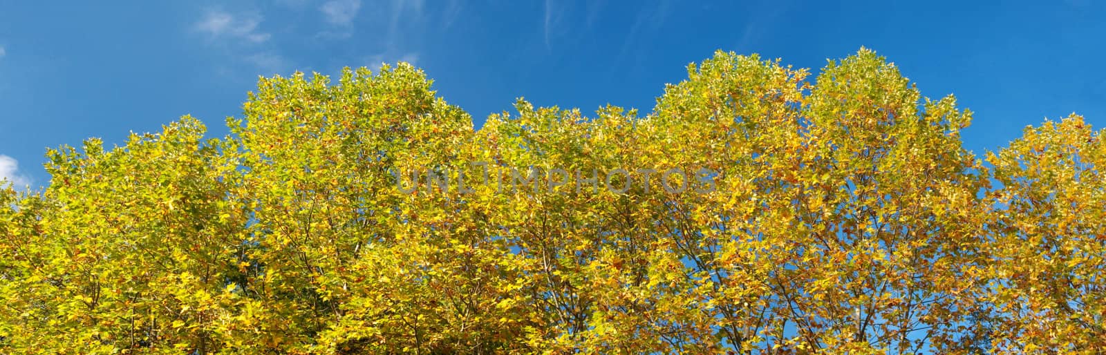 Panoramic view of beautiful autumn trees