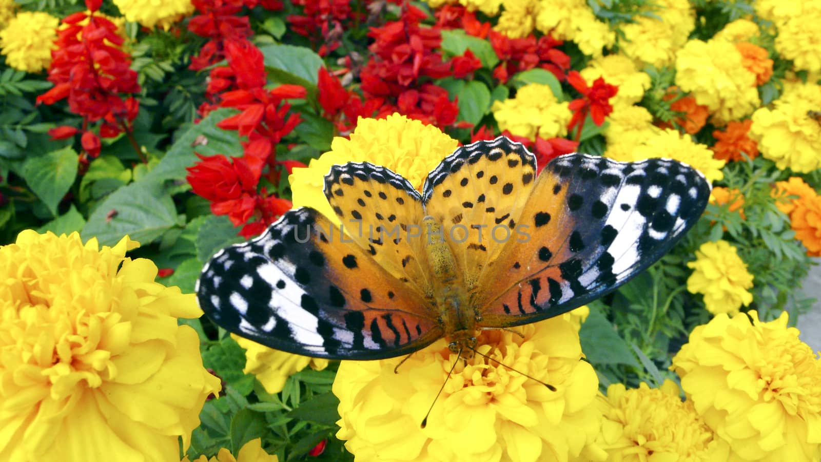 Flowers in the butterfly