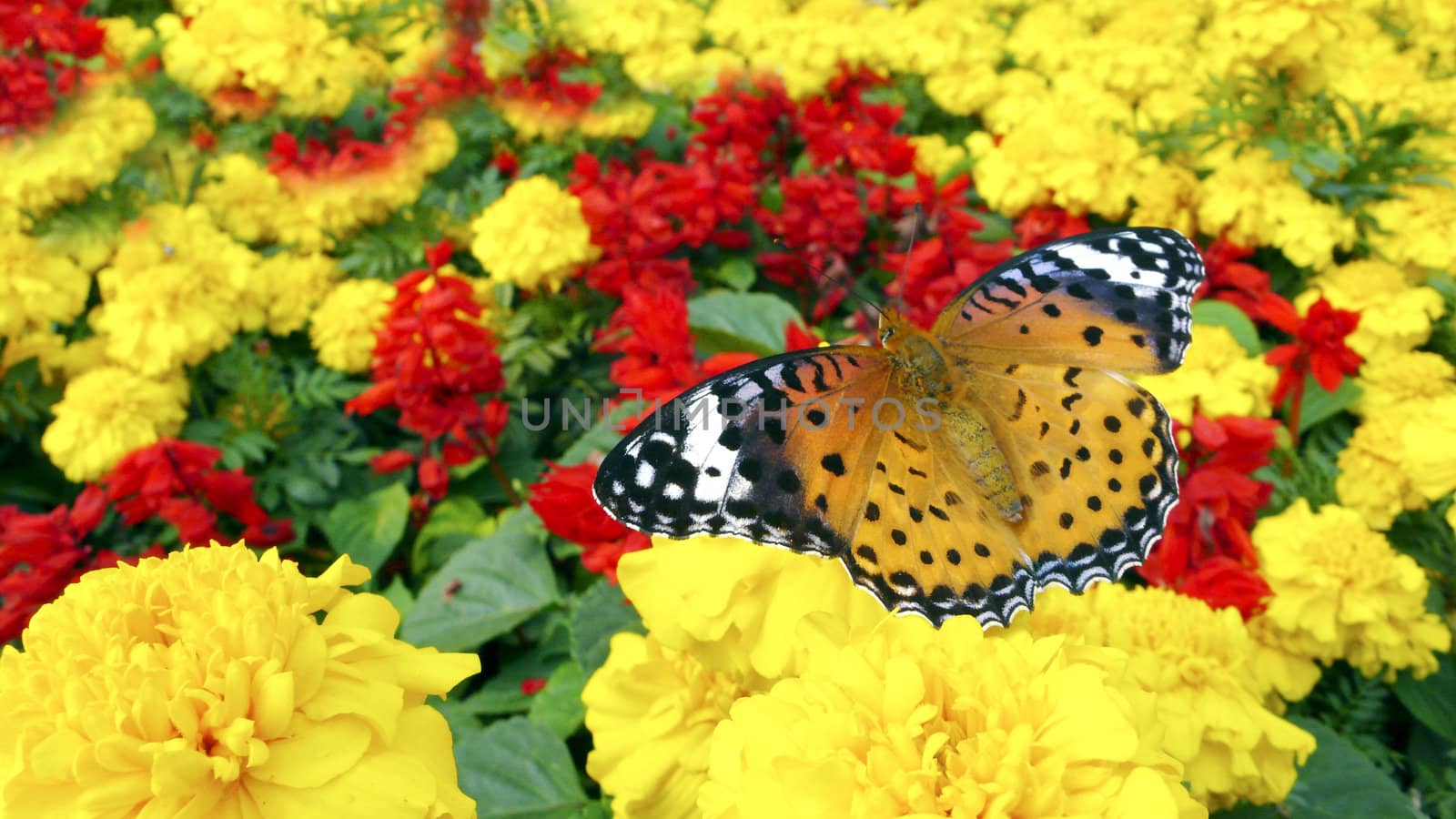 Flowers in the butterfly