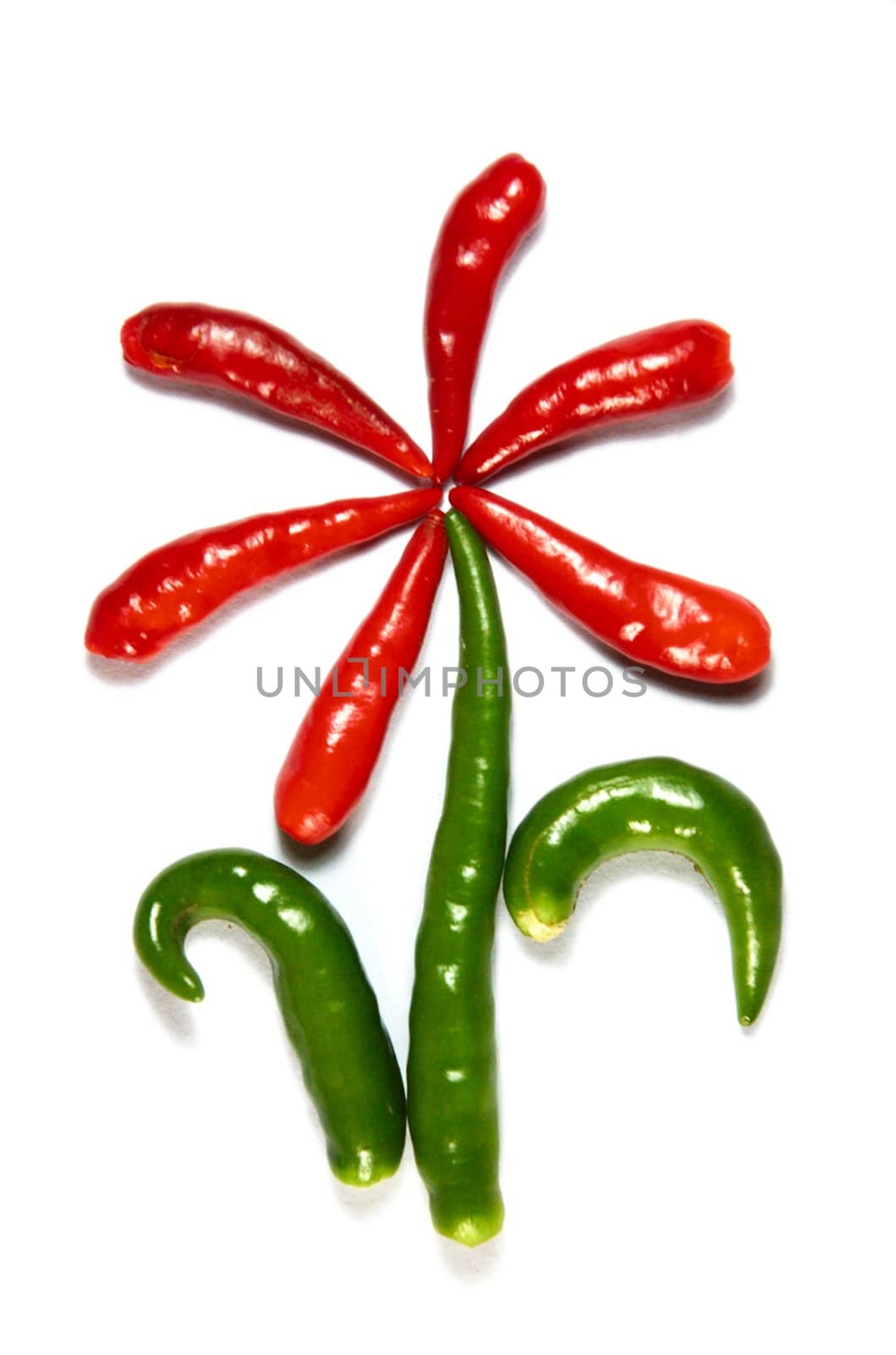  Flower from chili pepper isolated on white