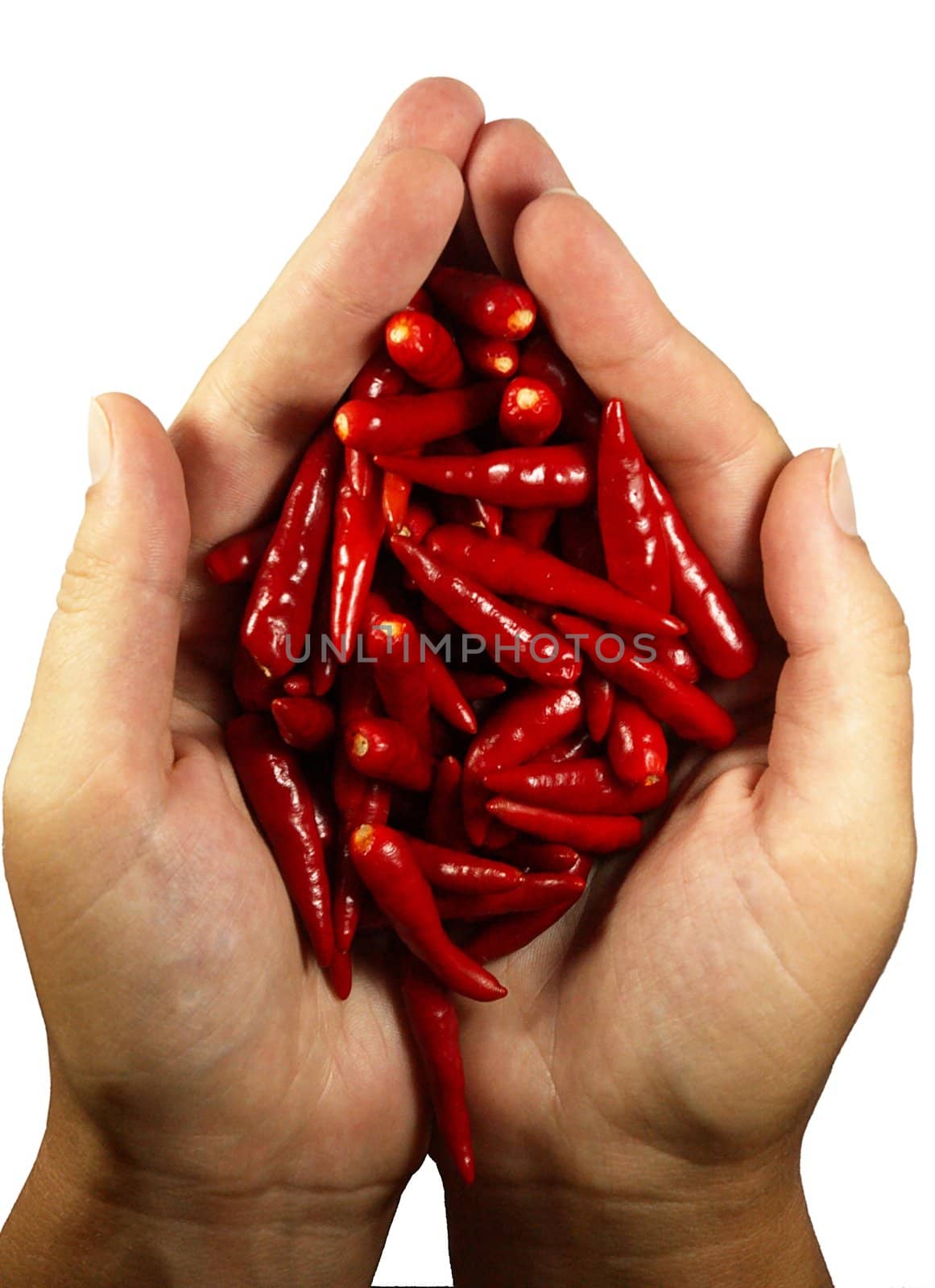 Hot chili perrer in the hands. isolated on white