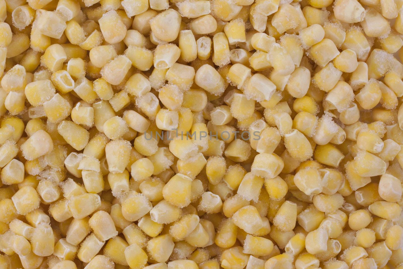 background of frozen and frosty yellow corn kernels 