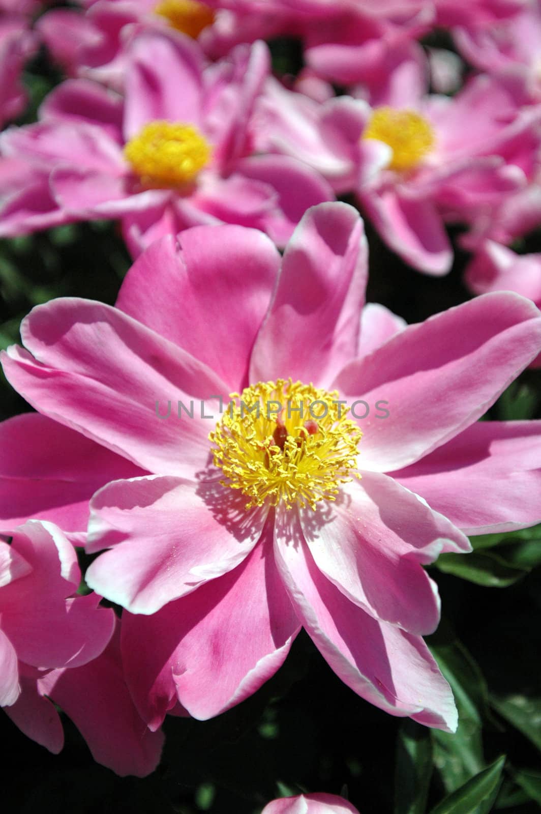 The peony flowers in full bloom