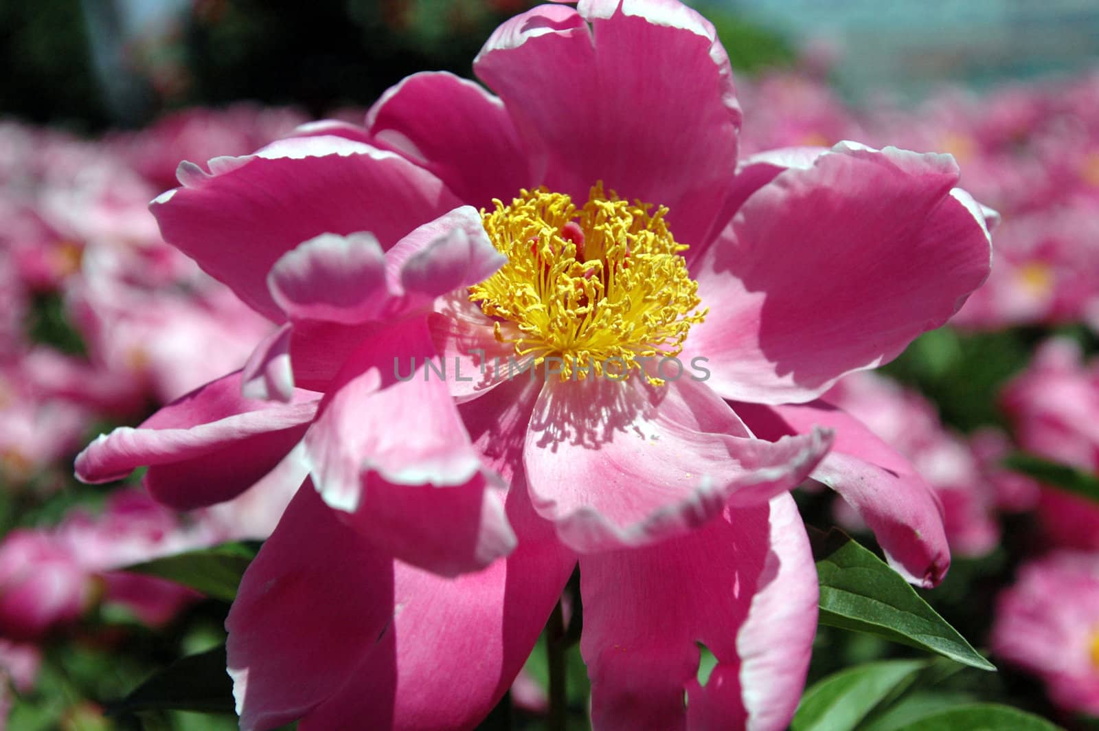 The peony flowers in full bloom