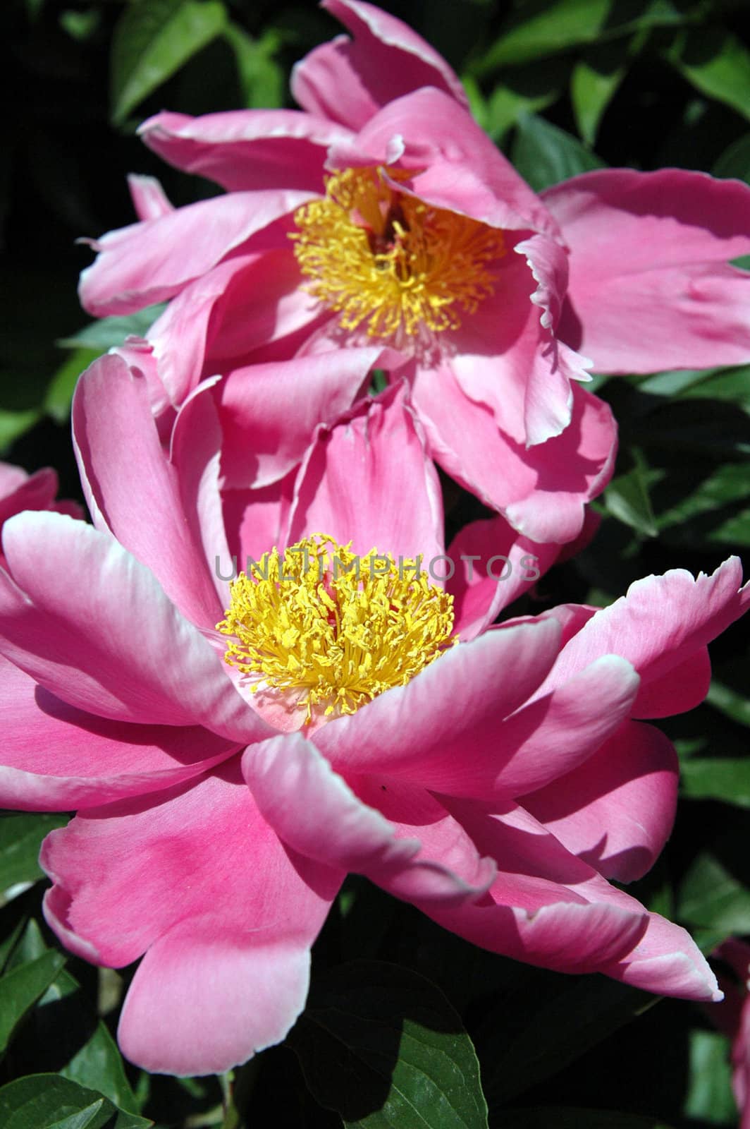 The peony flowers in full bloom