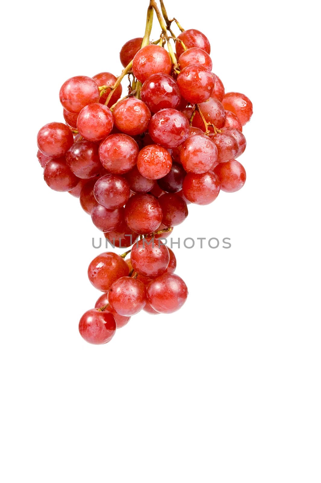 Red ripe grape with drops of water. White background by ladyminnie