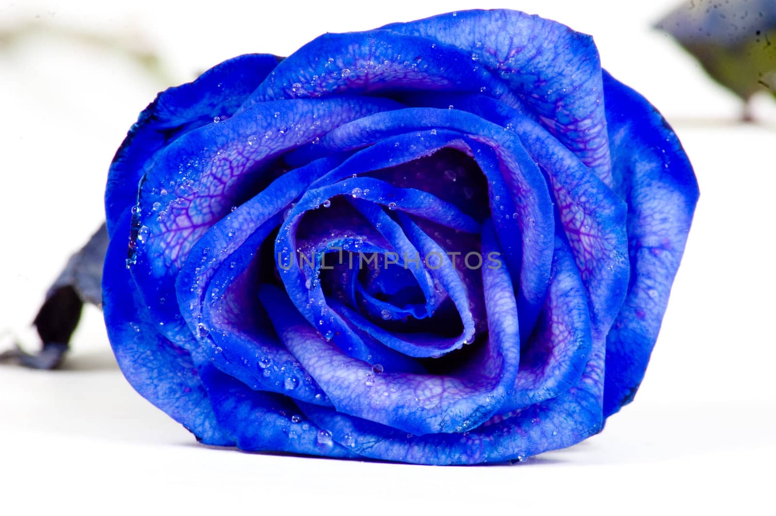 blue rose on white background  by ladyminnie