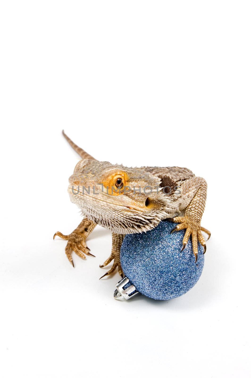 Bearded Dragon (pogona vitticeps) with christmas balls isolated  by ladyminnie