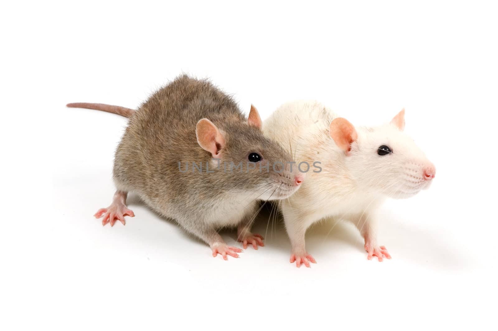 Brown and white rat in front of a white background