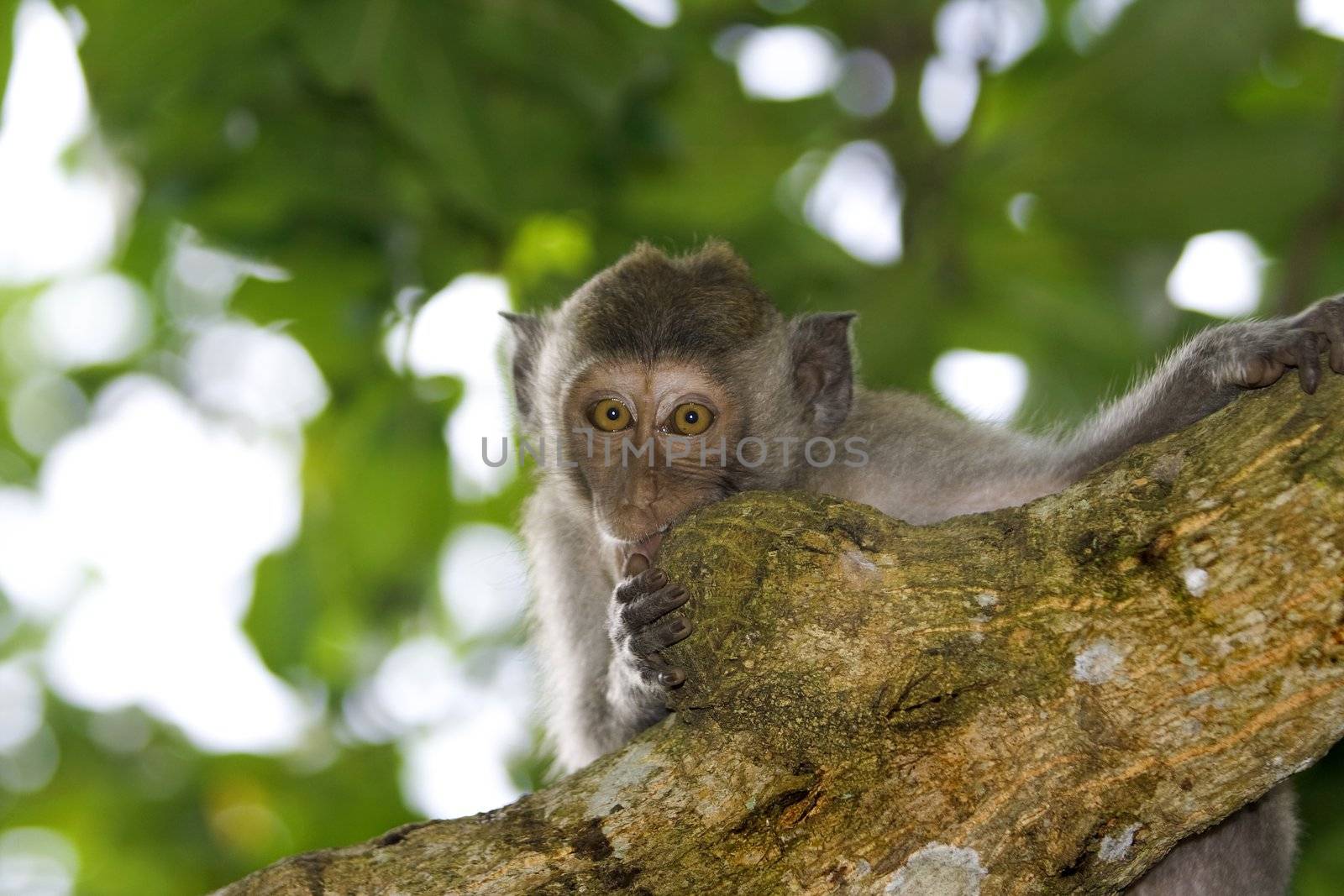 Macaque monkey  by kjorgen
