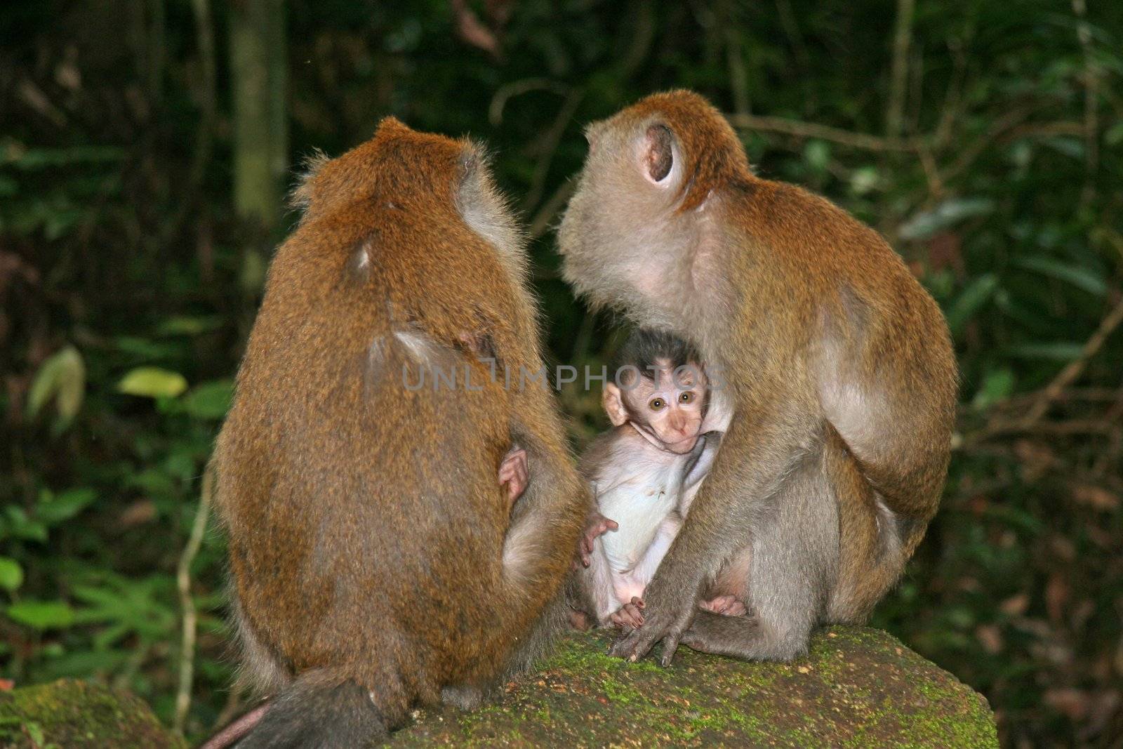Macaque monkeys by kjorgen