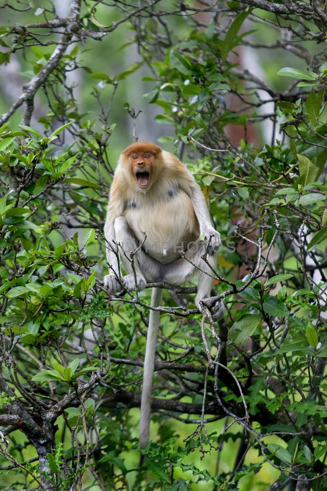 A rare proboscis monkey in the mangrove, Kota Kinabalu 