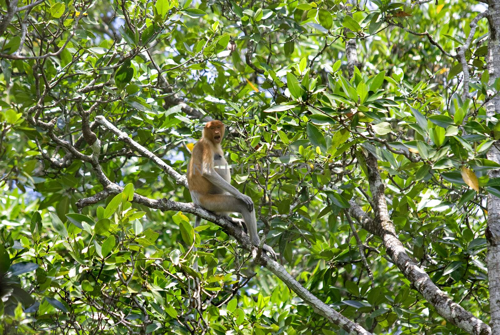 Proboscis monkey  by kjorgen