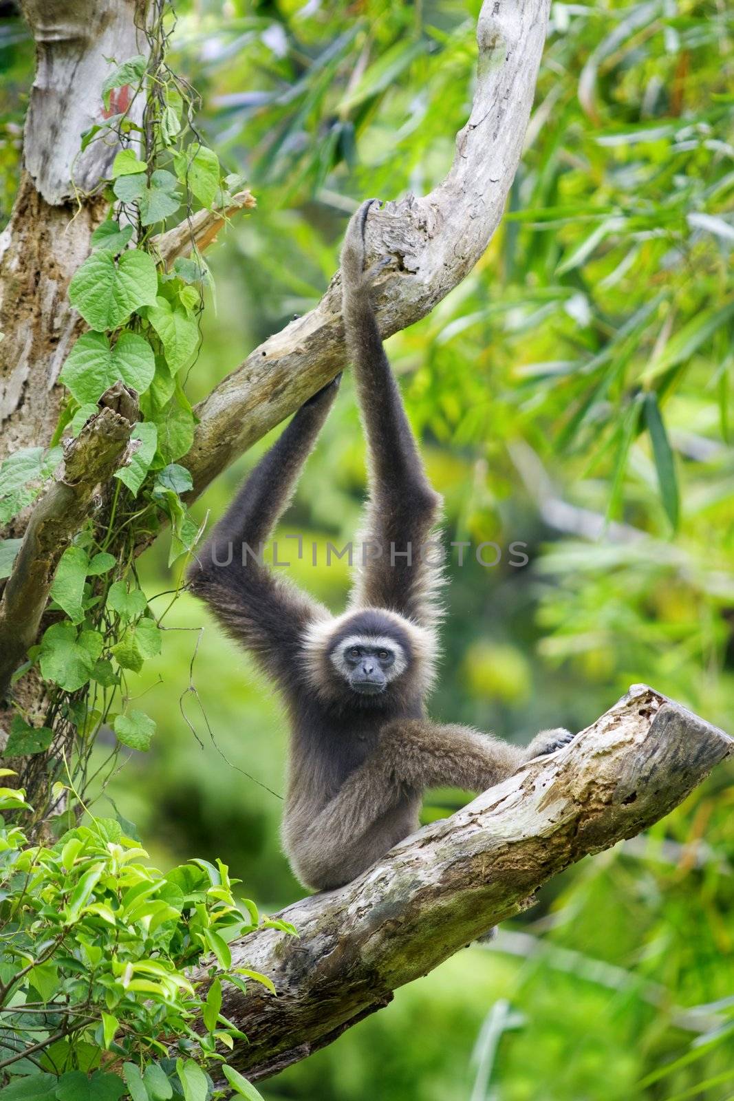 A Gibbon monkey in Kota Kinabalu, Borneo, Malaysia 