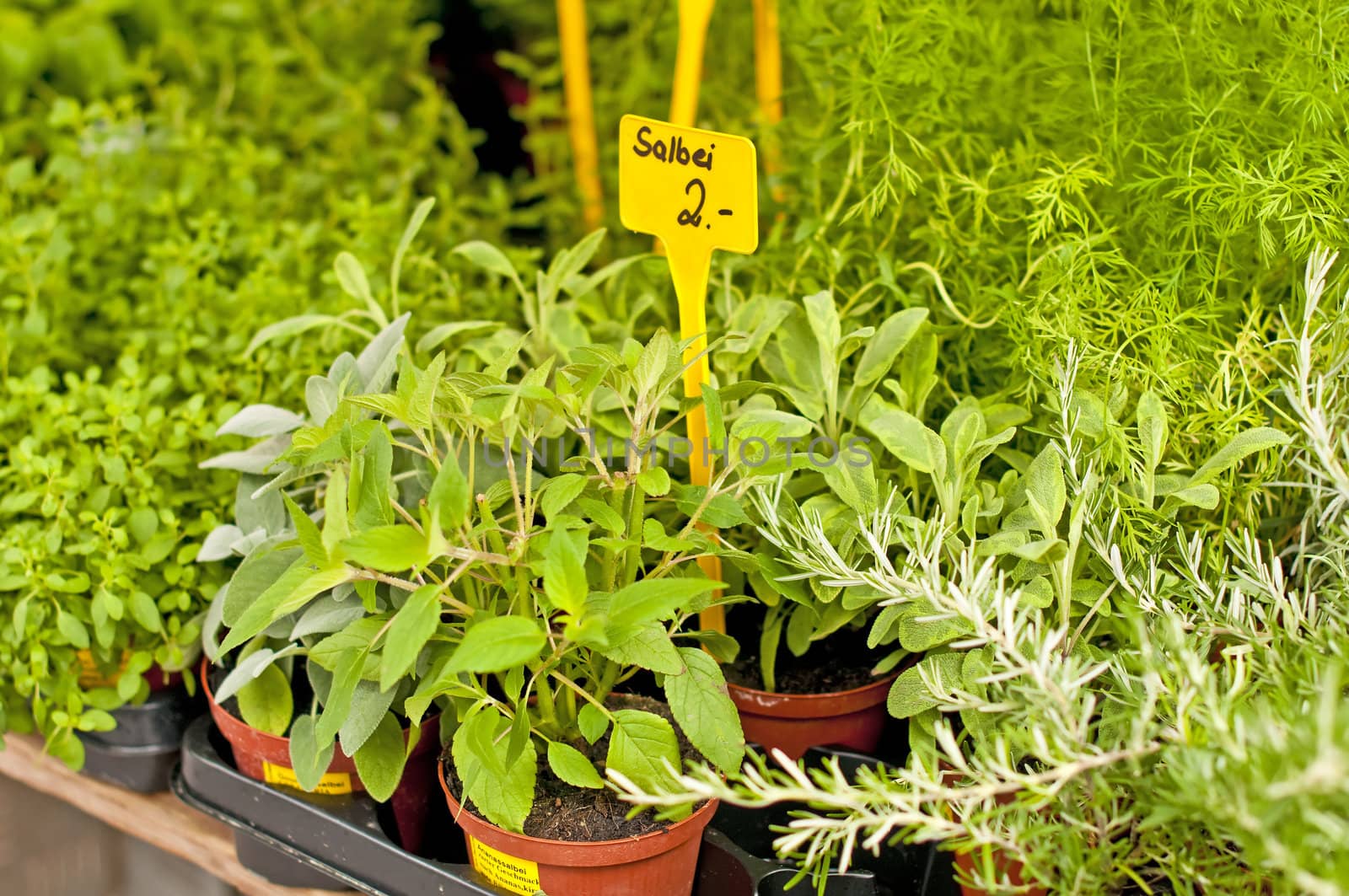 different kitchen herbs