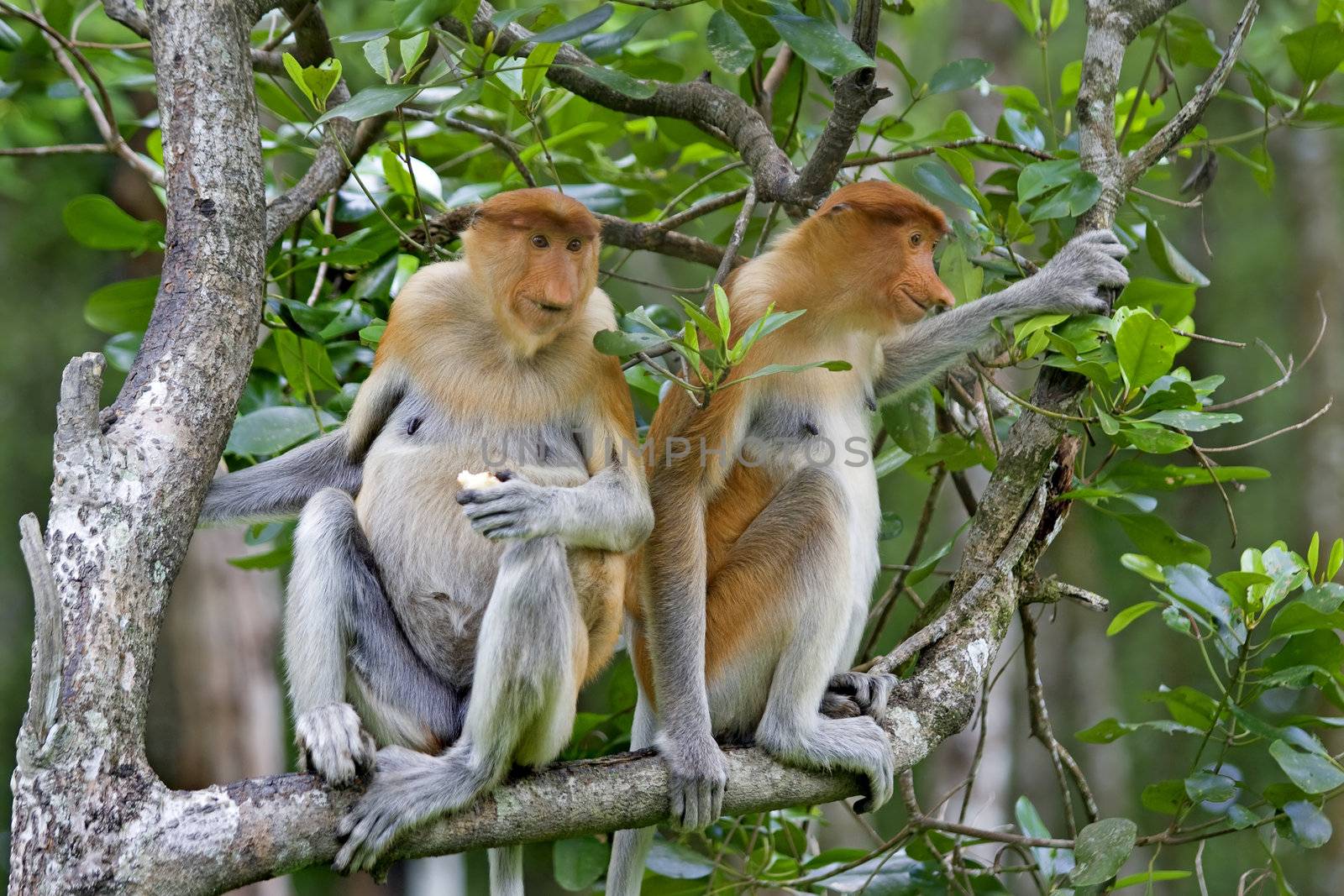Proboscis monkeys by kjorgen