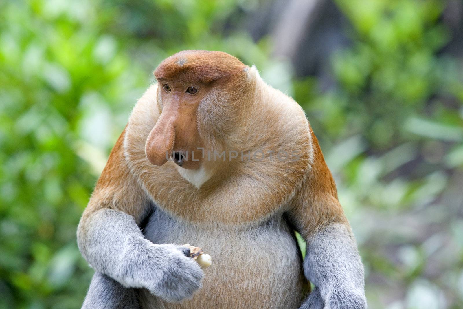 A rare proboscis monkey in the mangrove, Kota Kinabalu 