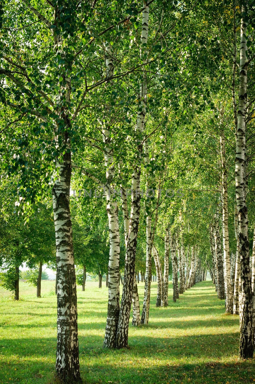 birch alley in the city