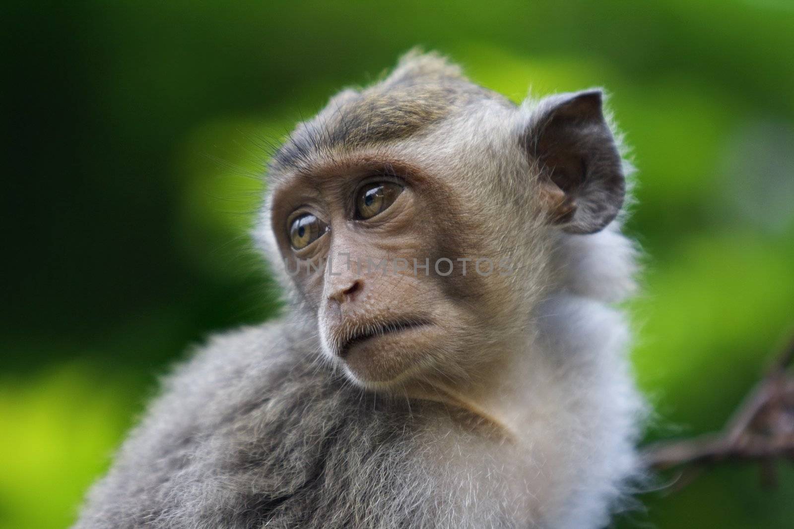 A macaque monkey in Bali, Indonesia 