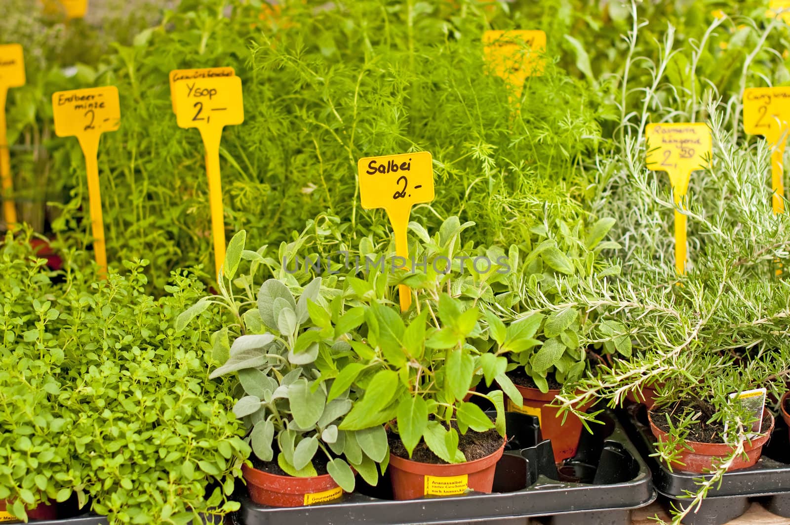 different kitchen herbs