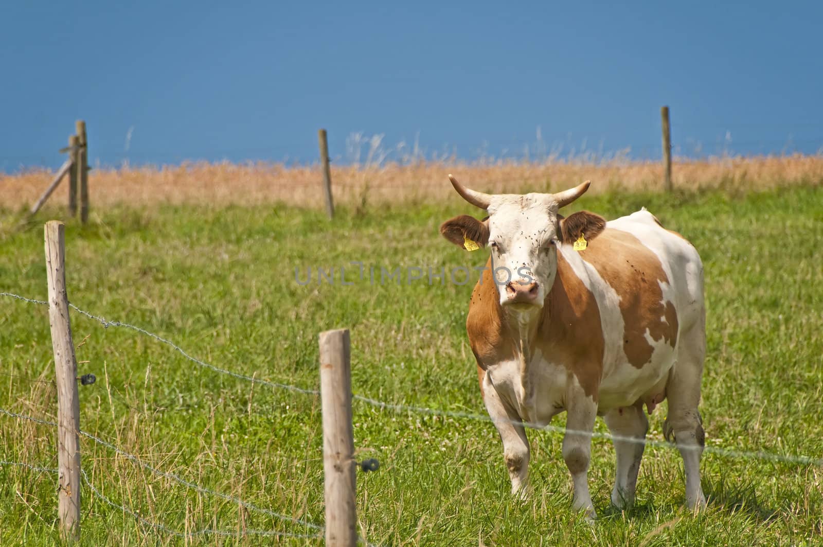 cow with panoramic view