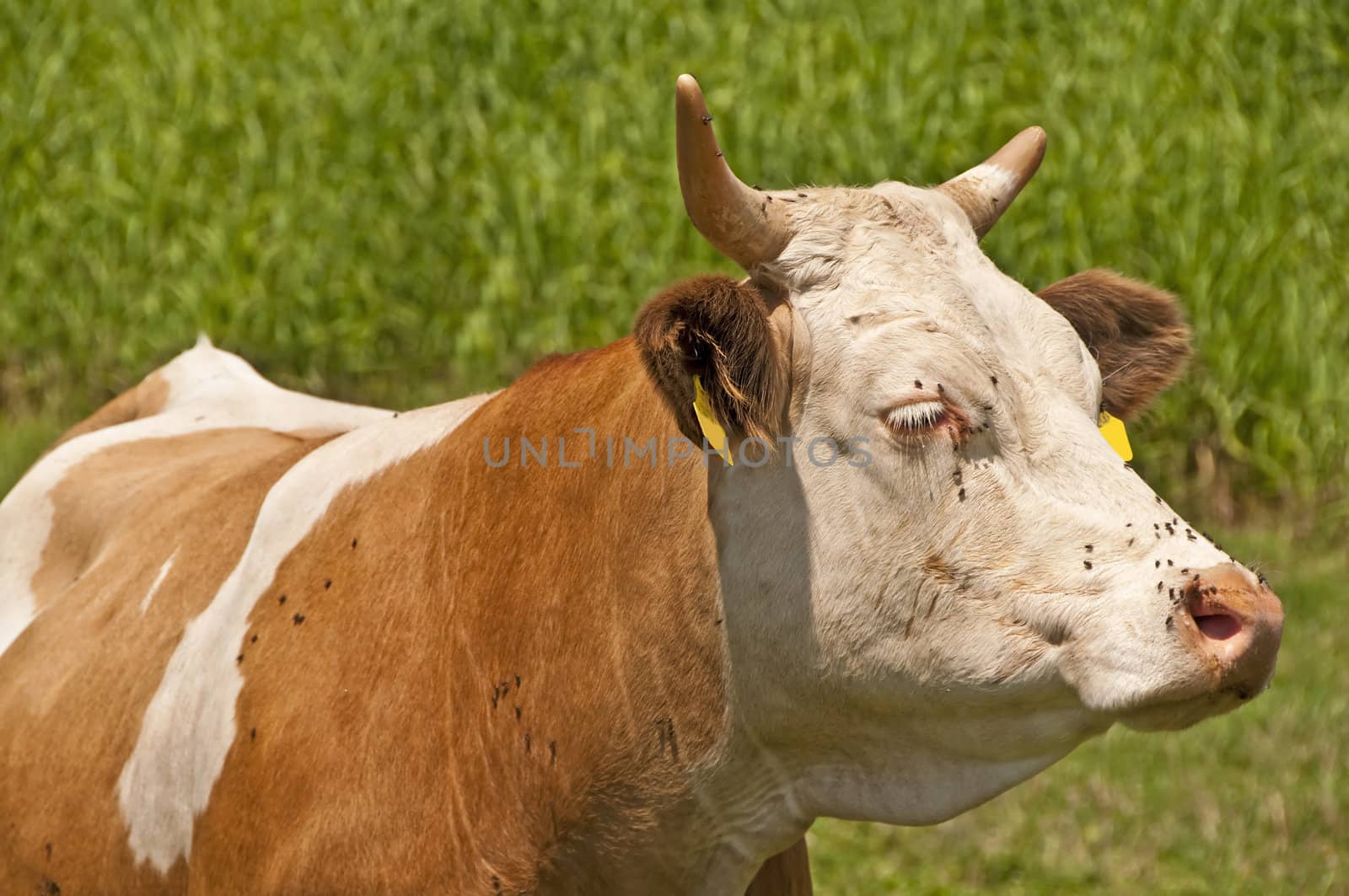 closeup of a cow